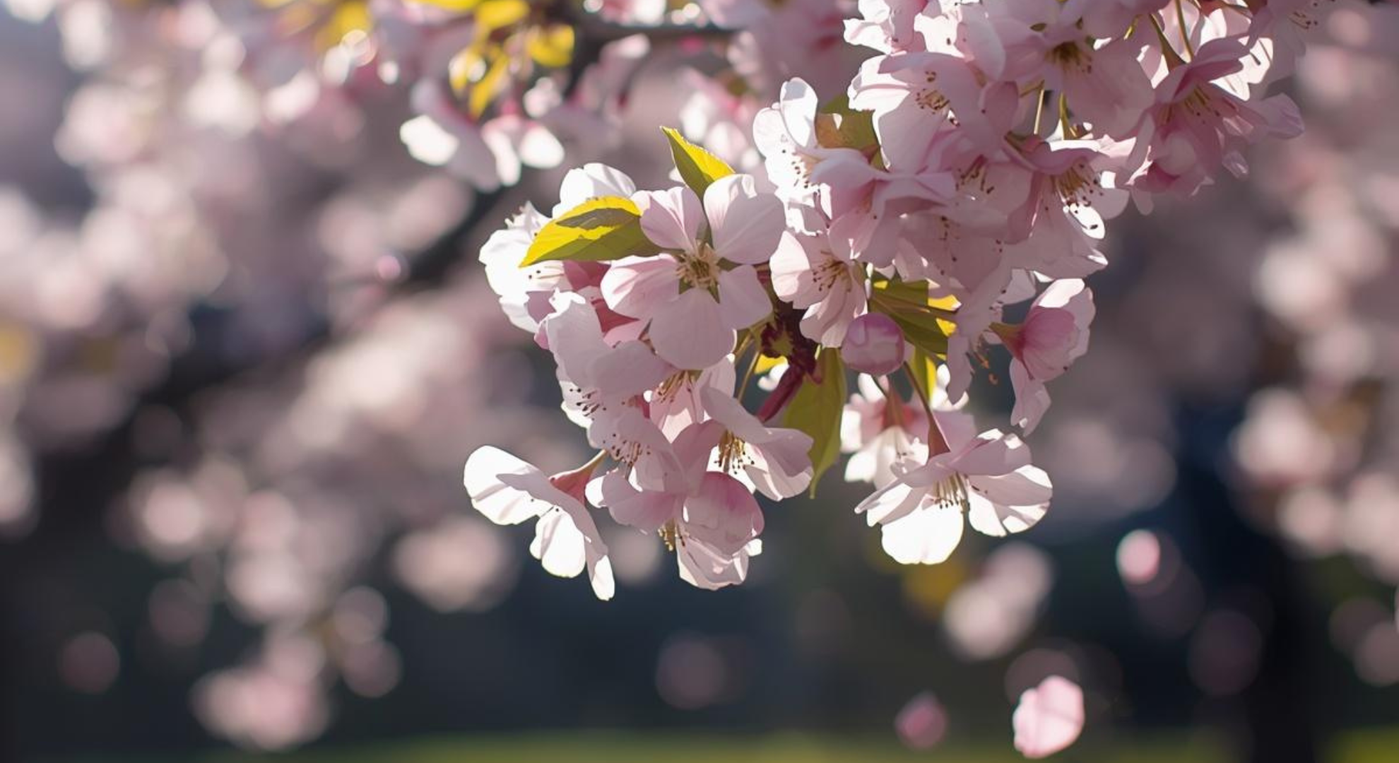 桜のアップ